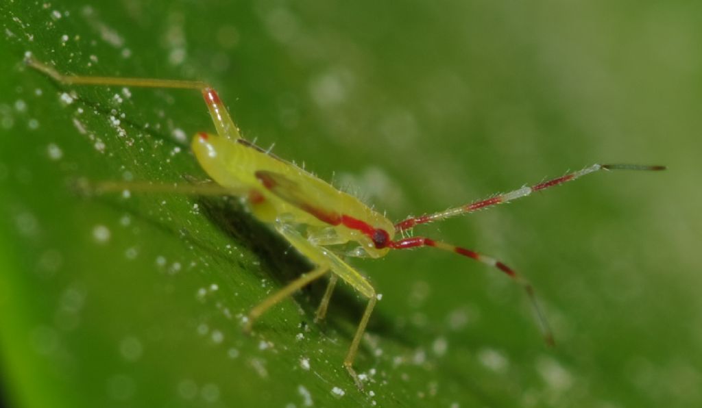 Miridae: Campyloneura virgula (ninfa)